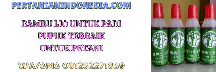 bambu ijo,pupuk bambu ijo,petani,petani,budidaya,budidaya padi